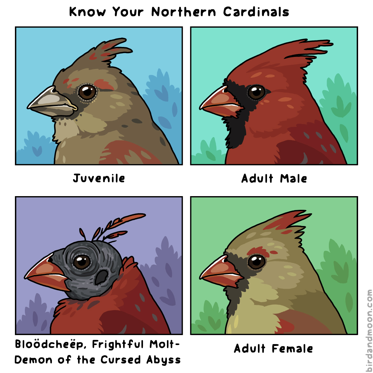 Know your Northern Cardinals — Rosemary Mosco