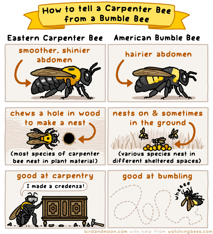 Carpenter Bee Vs Bumble Bee Rosemary Mosco Carpenter bee vs bumble bee rosemary mosco