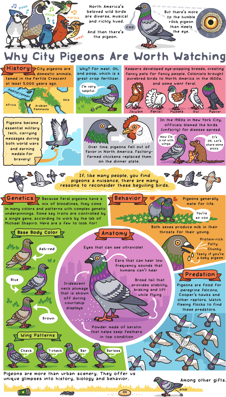 Why City Pigeons Are Worth Watching — Rosemary Mosco