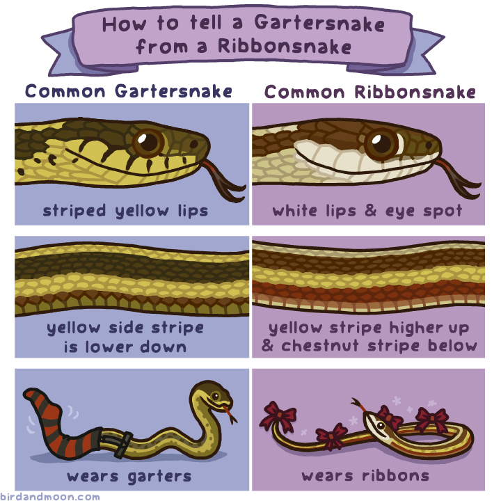 Gartersnake vs Ribbonsnake — Rosemary Mosco