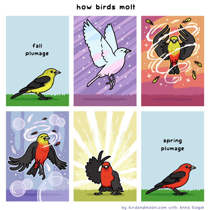 How Birds Molt — Rosemary Mosco