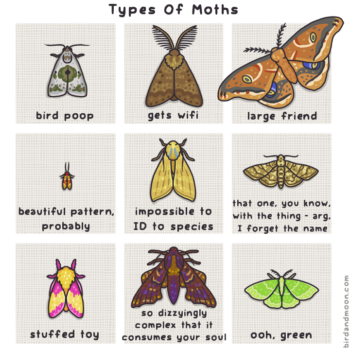 All Moth Types Types of Moths — Rosemary Mosco